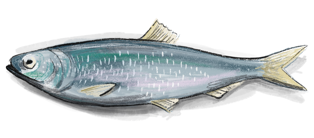 Poissonnerie d'Agadir -  Ixelles